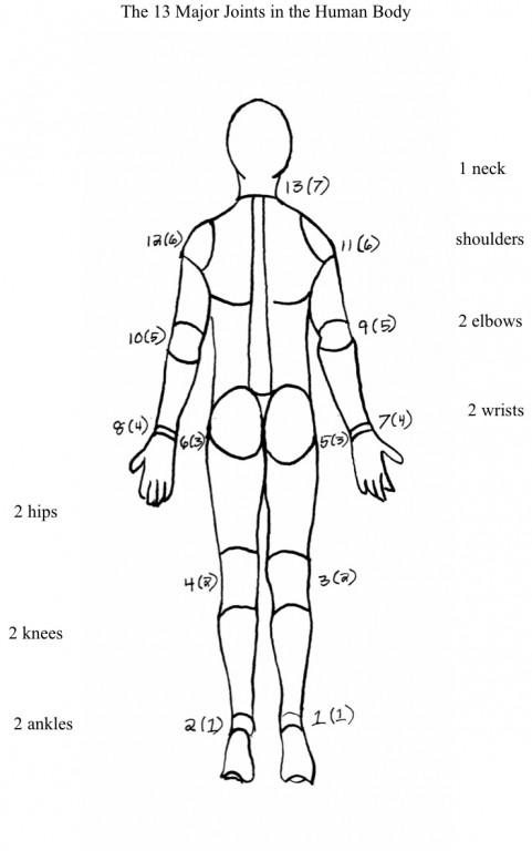 human joints